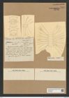 Chaetoceros dicladia Castr. (de-Toni-Nr.: Genus 149, Species 4140) Zeichnungen Sammlung Grunow Nr. 7697 (NHMW-BOT-W0376899)